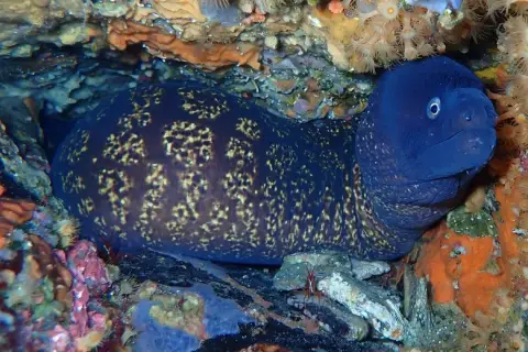 Muraena helena