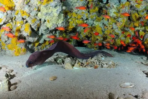 Gymnothorax unicolor