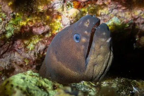 Gymnothorax unicolor