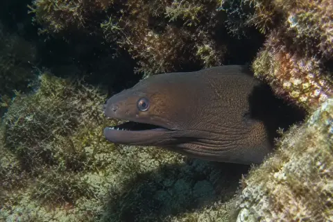 Gymnothorax unicolor