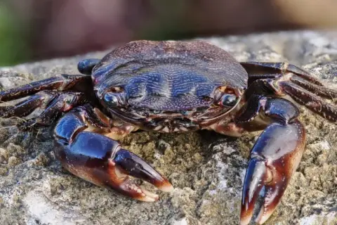 Pachygrapsus marmoratus