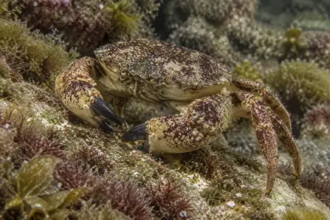 Xantho poressa
