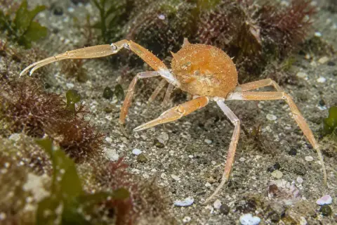 Ilia nucleus