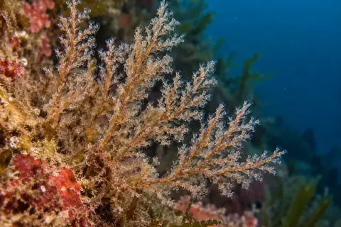 Bugula neritina