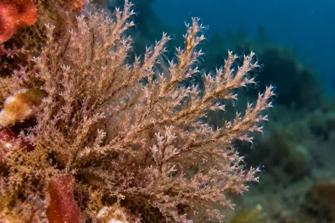 Bugula neritina