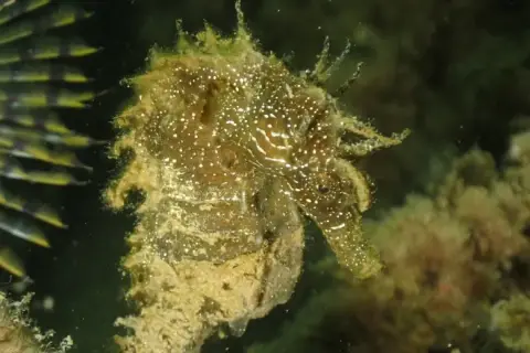Hippocampus guttulatus