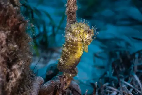 Hippocampus guttulatus