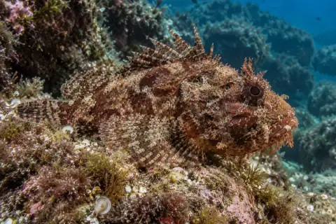 Scorpaena porcus