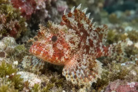 Scorpaena notata