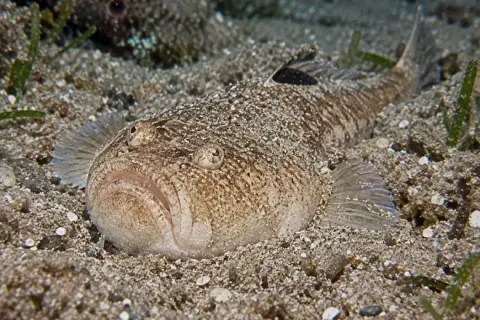 Uranoscopus scaber