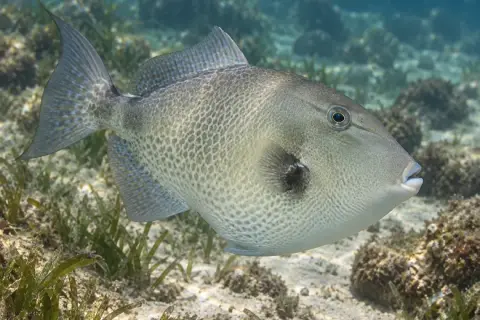 Balistes capriscus
