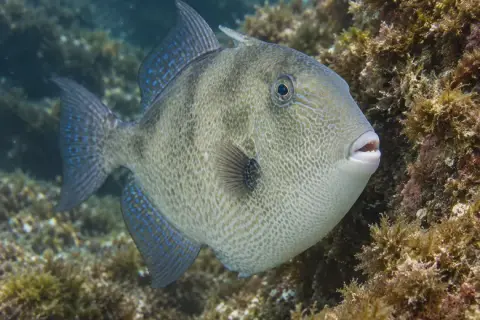 Balistes capriscus