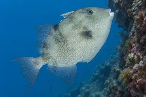 Balistes capriscus