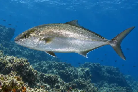 Seriola dumerili