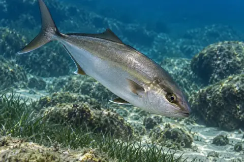 Seriola dumerili
