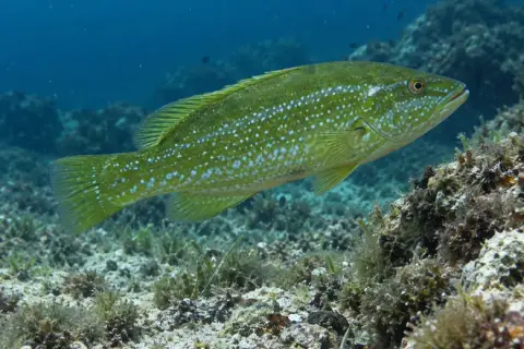 Labrus viridis