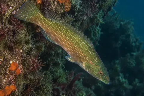 Labrus viridis