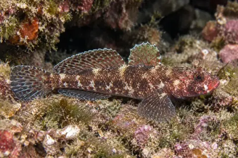 Gobius cruentatus