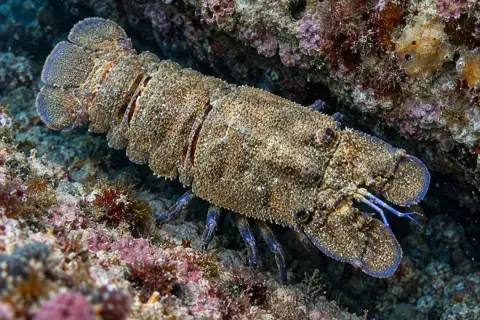 Scyllarides latus