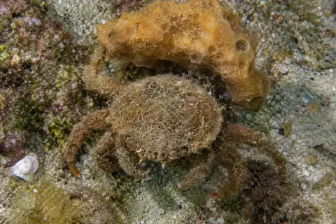 Dromia personata