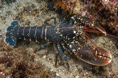 Homarus gammarus