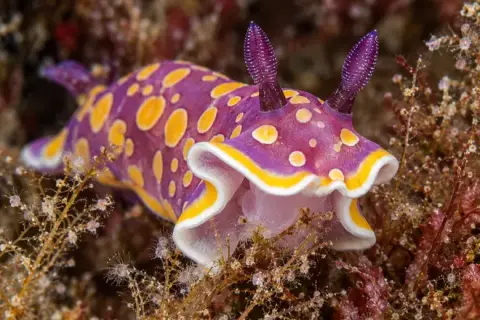 Felimida luteorosea
