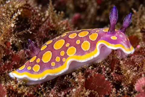 Felimida luteorosea