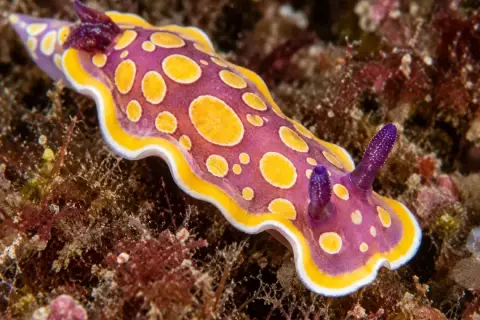 Felimida luteorosea