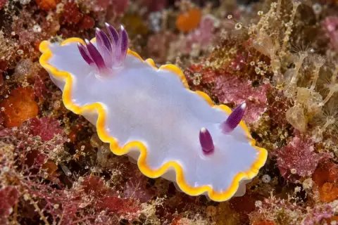 Rudmania purpurea