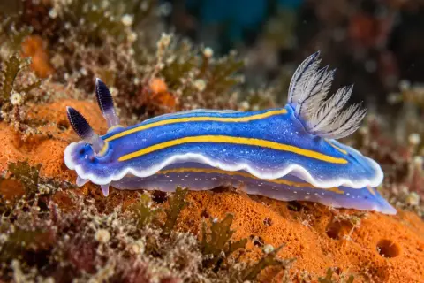Felimare tricolor
