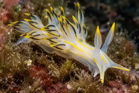 Polycera quadrilineata