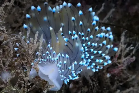 Antiopella cristata