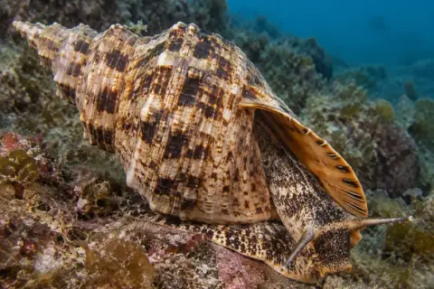 Charonia lampas