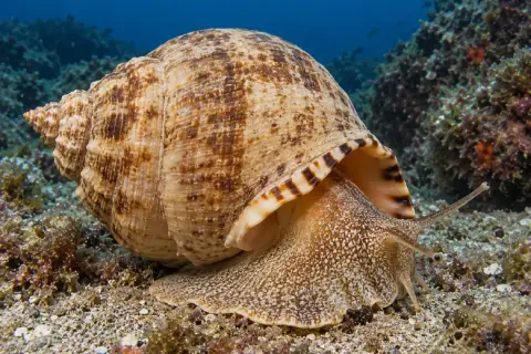 Caracola barril