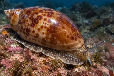 Luria lurida