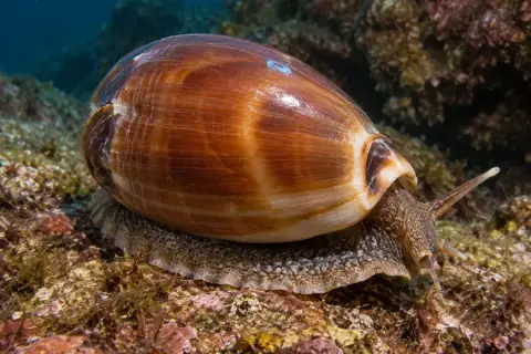 Luria lurida