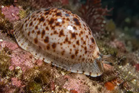 Naria spurca