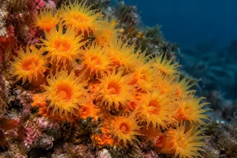 Astroides calycularis