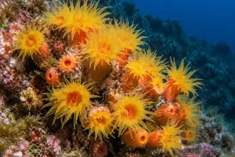 Astroides calycularis