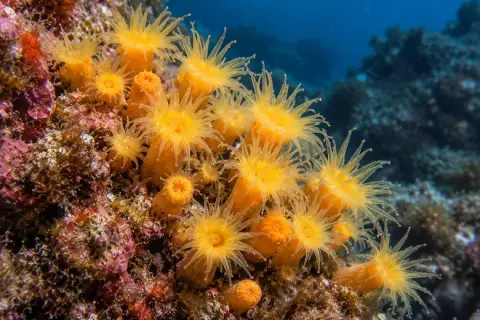 Leptopsammia pruvoti