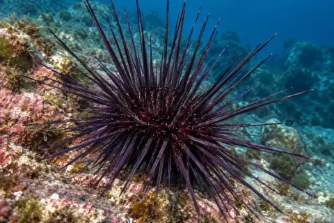 Centrostephanus longispinus