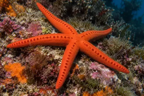Hacelia attenuata