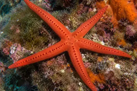 Hacelia attenuata