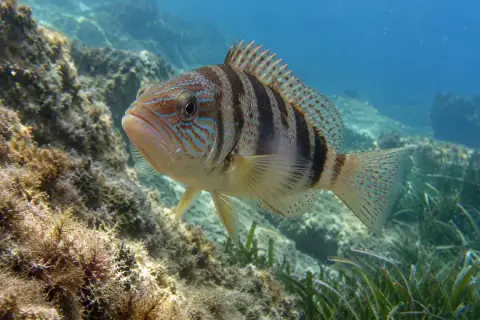 Serranus scriba