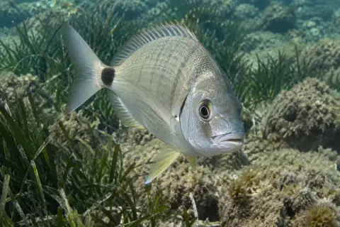 Diplodus annularis