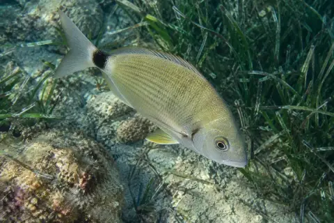 Diplodus annularis