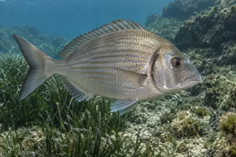 Spondyliosoma cantharus