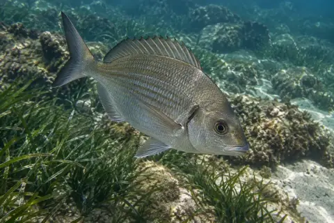 Spondyliosoma cantharus