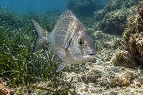 Spondyliosoma cantharus