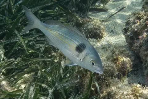 Spicara maena